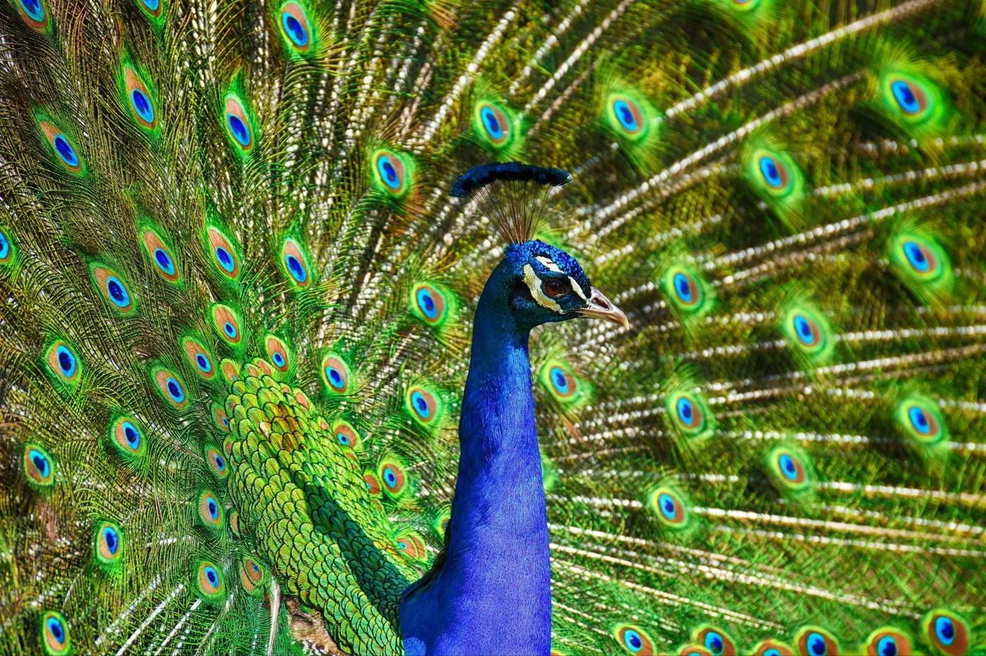 A peacock on the Sierra Recovery estate, the inspiration for the logo